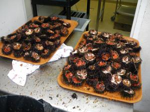 2014 03 18 OURSINADE A GOLFE JUAN ENTRE ORANAIS